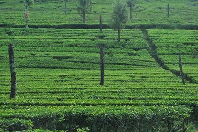 Scenic view of agricultural field