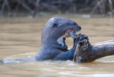 Wild giant otter in the river