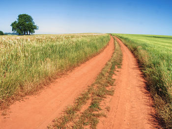 Red farm road between barley fields. dusty dirt road through green field, lonely tree 
