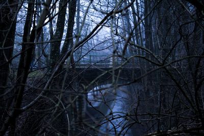 Bare trees in forest at night