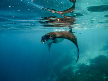 Fish swimming in sea