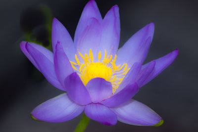 Close-up of pink water lily