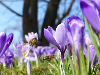 Close-up of purple crocus flowers and flying bees
