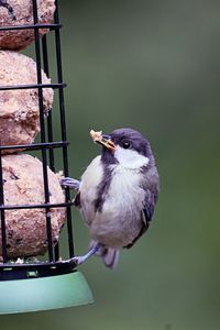 Close-up of bird perching on a feeder