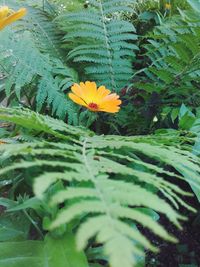 Close-up of yellow flower blooming outdoors