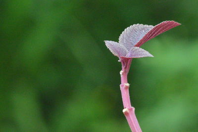 Close-up of pink flowering plant