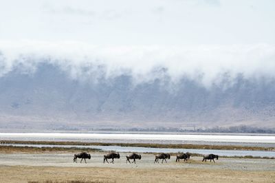 Horses grazing on landscape against sky