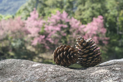 Close-up of pine cone on rock