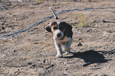 Dog looking at camera