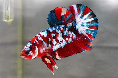 Multi colour betta fish on the tank
