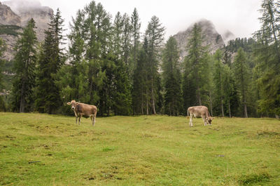 Cows grazing on field against trees