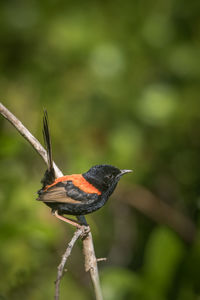 Close-up of butterfly