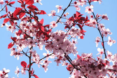 Low angle view of blooming tree against sky