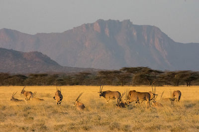 Flock of oryx in the masai mara 