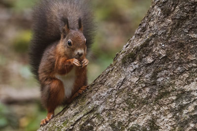 Close-up of squirrel on tree trunk