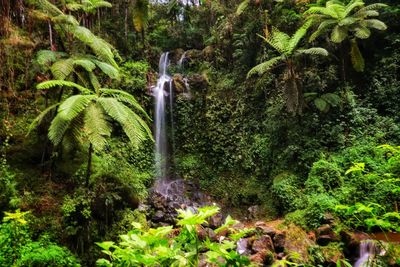 Scenic view of waterfall in forest