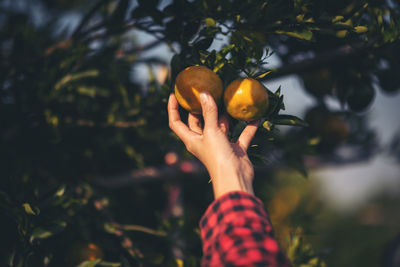 Cropped hand touching oranges growing on fruit tree