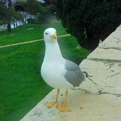 Close-up of seagull perching on wall