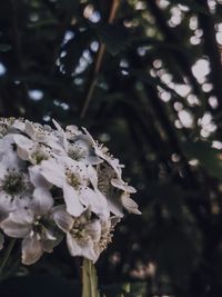 Close-up of white flowering plant