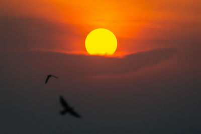 Silhouette bird flying in sky during sunset