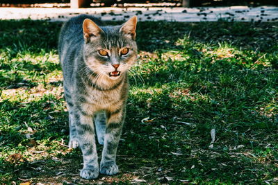 Portrait of cat standing on field