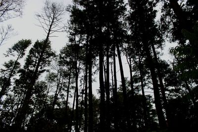 Low angle view of trees in forest