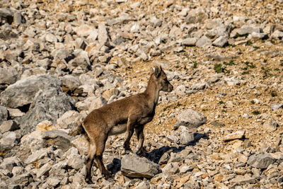 Young alpine ibex