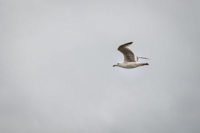 Low angle view of seagull flying in sky