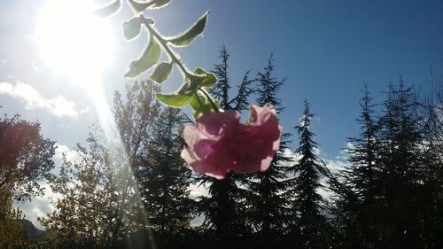 Low angle view of flower against trees against sky