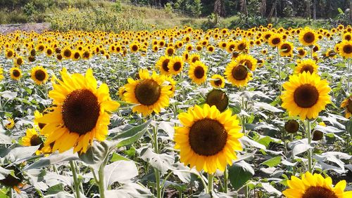 Close-up of sunflowers in field