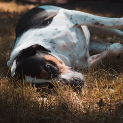 Close-up of dog resting on field