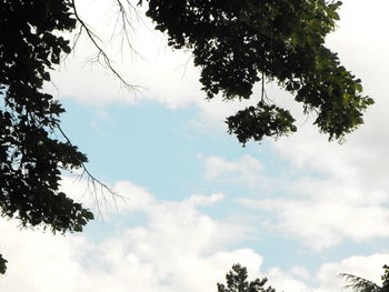 Low angle view of tree against cloudy sky