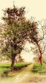 Trees against sky