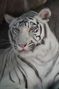 Close-up of tiger