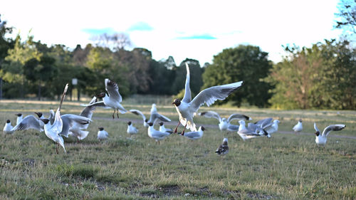 Flock of seagulls on field