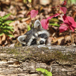 View of an animal on field