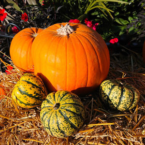 High angle view of pumpkins on hay bales