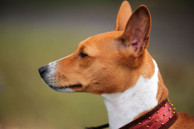 Close-up of dog looking away