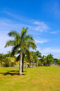 Palm trees on field against sky