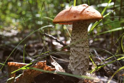 Close-up of mushroom growing on field