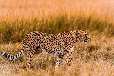 Cheetah strolling in the savannah