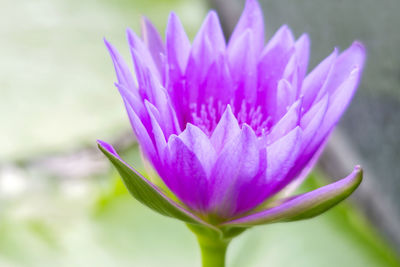 Close-up of pink water lily