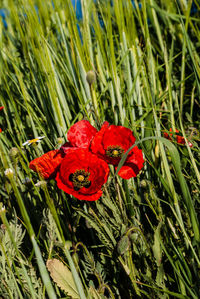 Close-up of red poppy flowers blooming on field