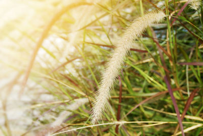 Close-up of a lizard on a field