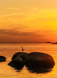 Grey heron perching on rock formation in sea against sky during sunset