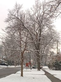 Bare trees along road