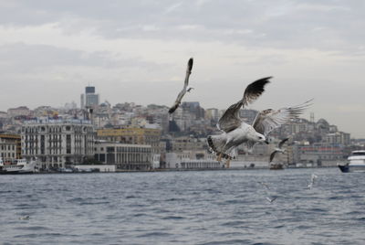 Seagulls flying over sea in city