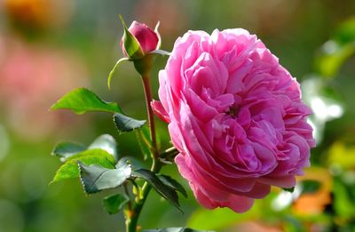 Close-up of pink rose