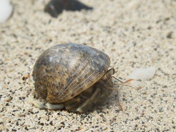 Close-up of turtle on beach