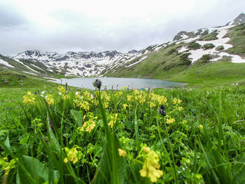 Scenic view of grassy field against sky